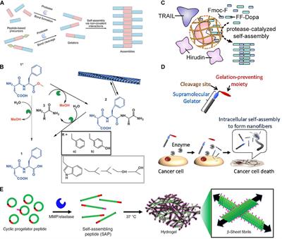 Formation Mechanism and Biomedical Applications of Protease-Manipulated Peptide Assemblies